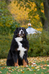 Bernese mountain dog posing in park background. Beautiful autumn.	