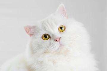 Portrait of fluffy domestic white highland straight scottish cat isolated on white studio background. Cute kitten or pussycat with big yellow eyes