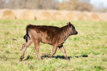 Naklejka na ściany i meble Black Angus calves in a pasture on a Minnesota Farm