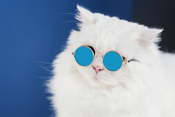 Portrait of white fluffy cat in fashion sunglasses. Studio photo. Luxurious domestic kitty in glasses poses on blue background wall.