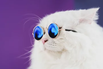 Fototapeten Nahes Porträt der weißen pelzigen Katze in der Modesonnenbrille. Studiofoto. Luxuriöse Hauskatze in Gläsern posiert auf lila Hintergrundwand © kohanova1991