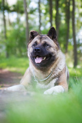 American akita dog portrait	