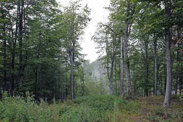 Obraz premium Forest woods park lush summer