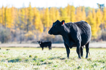 Black Angus Cattle on an autumn day on a Minnesota Ranch