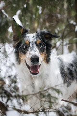 Border collie outside in the forest at winter. Dog in snow.	