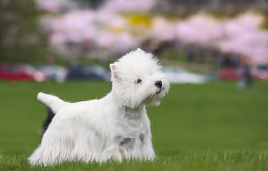 Westie terrier in the green background. Free space	