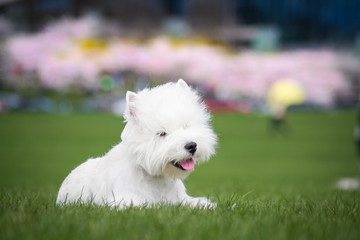 Westie terrier in the green background. Free space	