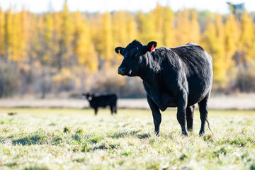 Black Angus Cattle on an autumn day on a Minnesota Ranch