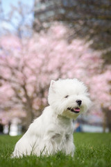 Westie terrier in the green background. Free space	