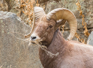 Bighorn Sheep Ram Eating