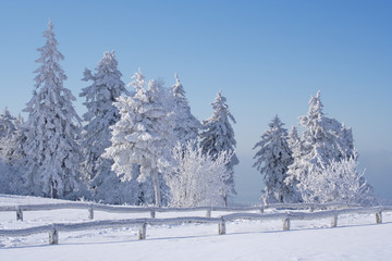 Winter landscape with snowy trees on the Feldberg in the Taunus, Germany.