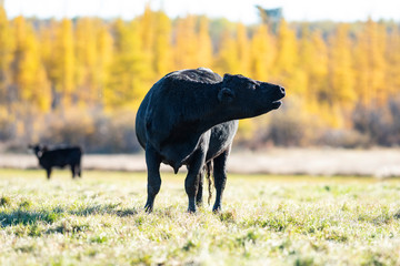 Black Angus Cattle on an autumn day on a Minnesota Ranch