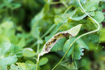 Snails gnawed green peas on the vegetable garden