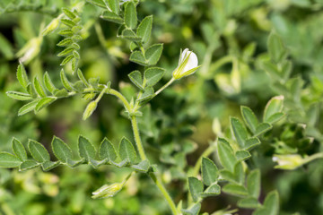 Green pod chickpea are growing on the field