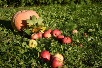 Summer landscape apples and pumpkin on green grass on a sunny summer day