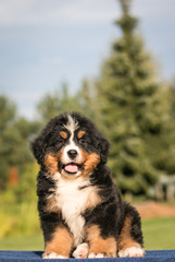 Bernese mountain dog puppy in green background.	