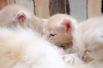 Mother cat breastfeeding little kittens on the floor