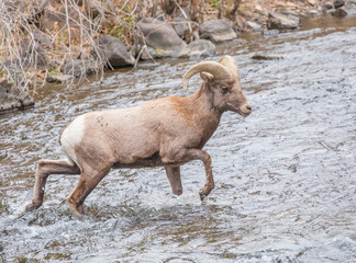 Bighorn Sheep Wading Across South Platte River