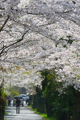 長瀞、南桜通り。日本のさくら名所１００選。埼玉　日本。４月初旬。