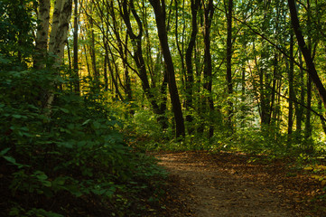 Dirt road in the autumn forest