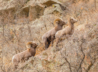 Bighorn Sheep on the Rocks in Waterton Canyon