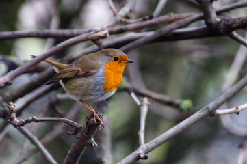 Winter Robin on a branch side profile uk garden birds landscape