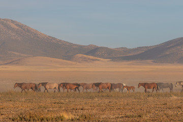 Wild Horses in the Utah Desert