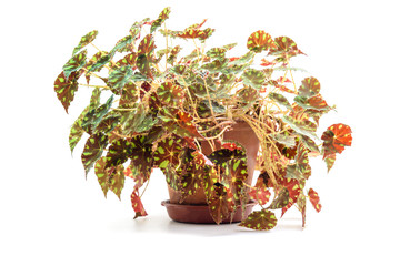 Begonia bowerae plant in flower pot