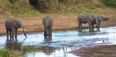Fototapeta na wymiar Elefanten am Fluß