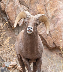 Bighorn Sheep Ram Close Up 