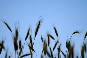 Obraz premium grass and blue sky