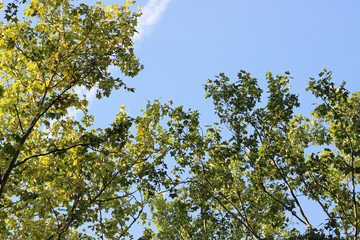 Plane platanus tree crown green leaves