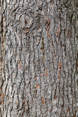 pine bark texture
