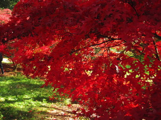 autumn red