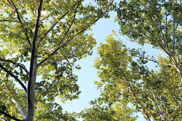 Plane platanus tree crown green leaves