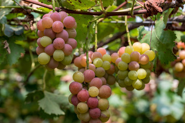 熟れ始めの鈴なりの葡萄の実