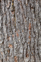 pine bark texture