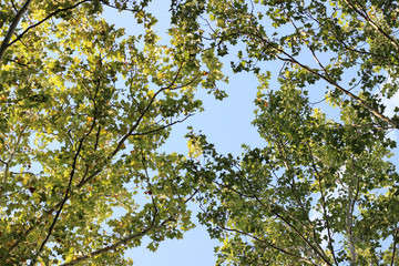 Plane platanus tree crown green leaves