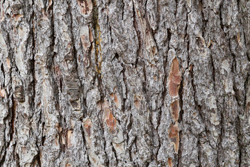pine bark texture