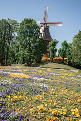 Windmill and garden with yellow and purple flowers. Beautiful flowers field in front of windmill....