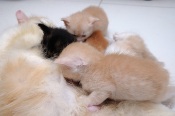 Fototapeta na wymiar Mother cat breastfeeding little kittens on the floor
