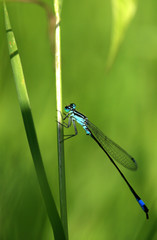 dragonfly on leaf