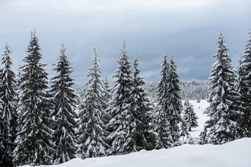 Fairy winter landscape with fir trees