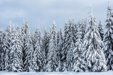 Trees covered with hoarfrost and snow