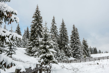 Fairy winter landscape with fir trees