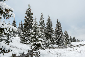 Obraz na płótnie Canvas Fairy winter landscape with fir trees