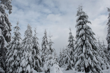 Fairy winter landscape with fir trees
