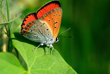 butterfly on leaf