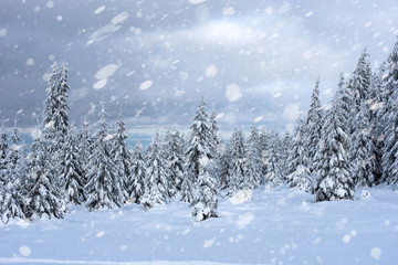 Snow fall in winter forest