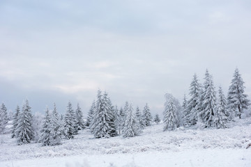 Fototapeta na wymiar Snow covered frozen trees in the mountains